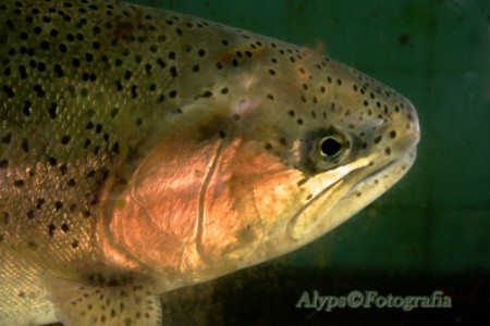 truta (Ribeiro Frio)